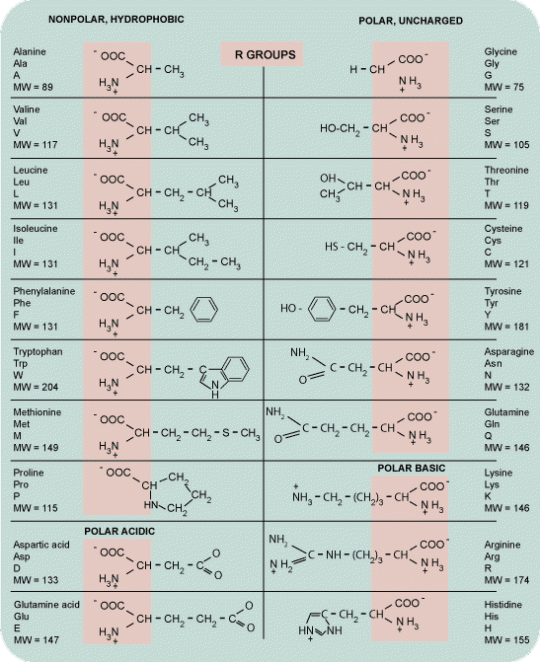 aminoacids5